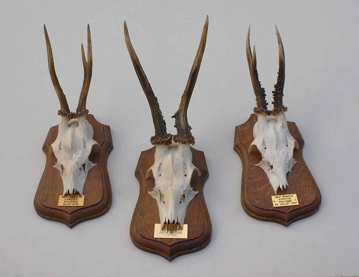 3 x decoratief REE GEWEI op solide eikenhouten schild (M), Verzamelen, Dierenverzamelingen, Gebruikt, Gewei of Kop, Hert, Ophalen of Verzenden