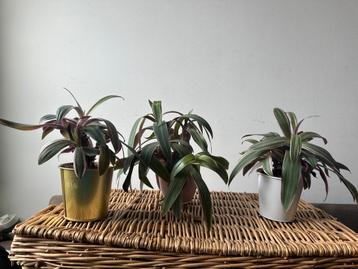 Kamerplant Tradescantia spathacea 27cm-33cm hoog beschikbaar voor biedingen