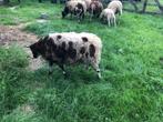 nabegrazing met schapen