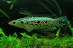 Channa pleuropthalma / oogvlek slangekopvis, Dieren en Toebehoren, Vis, Zoetwatervis