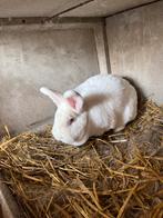 New zeelander, Dieren en Toebehoren, Vrouwelijk, Groot, 0 tot 2 jaar