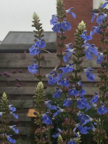 grote pot salvia uliginosa , lees beschrijving  beschikbaar voor biedingen