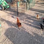 Hanen, Dieren en Toebehoren, Mannelijk, Overige soorten
