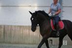 Lusitano ruin 14 jaar 100% bomproof / dressuur / veelzijdig, Gechipt, Ruin, Niet van toepassing, Dressuurpaard