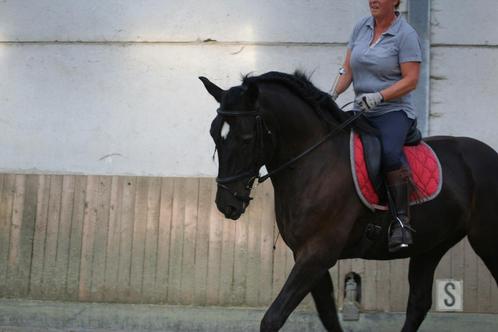 Lusitano ruin 14 jaar 100% bomproof / dressuur / veelzijdig, Dieren en Toebehoren, Paarden, Ruin, Niet van toepassing, 160 tot 165 cm