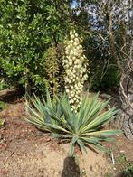Yucca Gloriosa Variegata, Volle zon, Vaste plant, Zomer, Ophalen