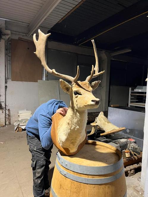 Genaturaliseerde hertenkop — originele decoratie, Verzamelen, Dierenverzamelingen, Ophalen