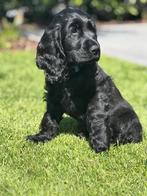 Engelse cocker spaniel pup ( reutje), Dieren en Toebehoren, België, Fokker | Hobbymatig, Reu, CDV (hondenziekte)