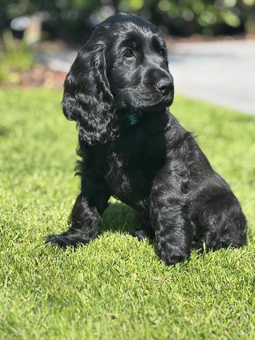 Engelse cocker spaniel pup ( reutje), Dieren en Toebehoren, Honden | Retrievers, Spaniëls en Waterhonden, Reu, Spaniël, Fokker | Hobbymatig