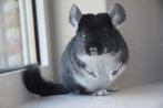 chinchilla vrouwtjes