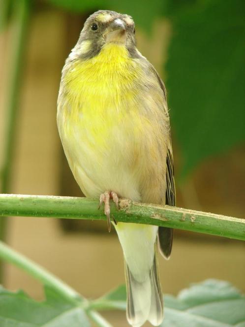 Enkele jonge mannen Citroenborst edelzangers, Dieren en Toebehoren, Vogels | Overige Vogels, Tropenvogel, Mannelijk, Geringd
