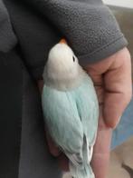 Agapornis Roseicollis- dwergpapegaaien