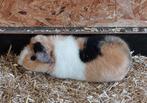 Us teddy cavia. Cavia's, Dieren en Toebehoren, Knaagdieren, Augustus, Cavia