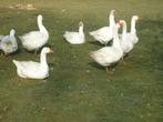 ganzeneieren, Dieren en Toebehoren, Pluimvee, Geslacht onbekend, Gans of Zwaan
