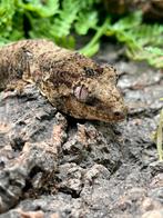 Pine island chahoua (poss) vrouw