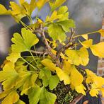 Ginkgo marcottage voor Bonsai, Tuin en Terras, Ophalen, In pot