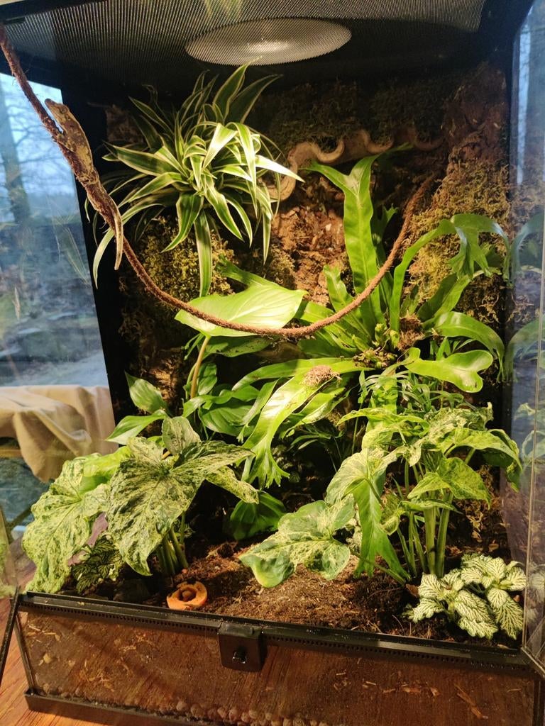 Terrarrium achtergronden, Ophalen, Nieuw, Terrarium of Paludarium