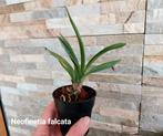 Orchidée Neofinetia falcata, Maison & Meubles, Plantes d'intérieur, Enlèvement ou Envoi
