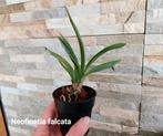 Japanse Orchidee Neofinetia falcata * Botanische soort, Ophalen of Verzenden