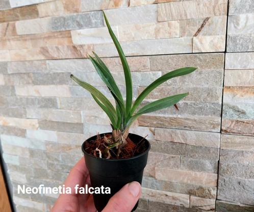 Japanse Orchidee Neofinetia falcata * Botanische soort, Huis en Inrichting, Kamerplanten, Ophalen of Verzenden
