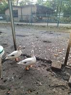 KWAKERS zeer tam, Dieren en Toebehoren