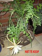 zaagcactus stekjes 5€, Huis en Inrichting, Kamerplanten, Ophalen, Halfschaduw