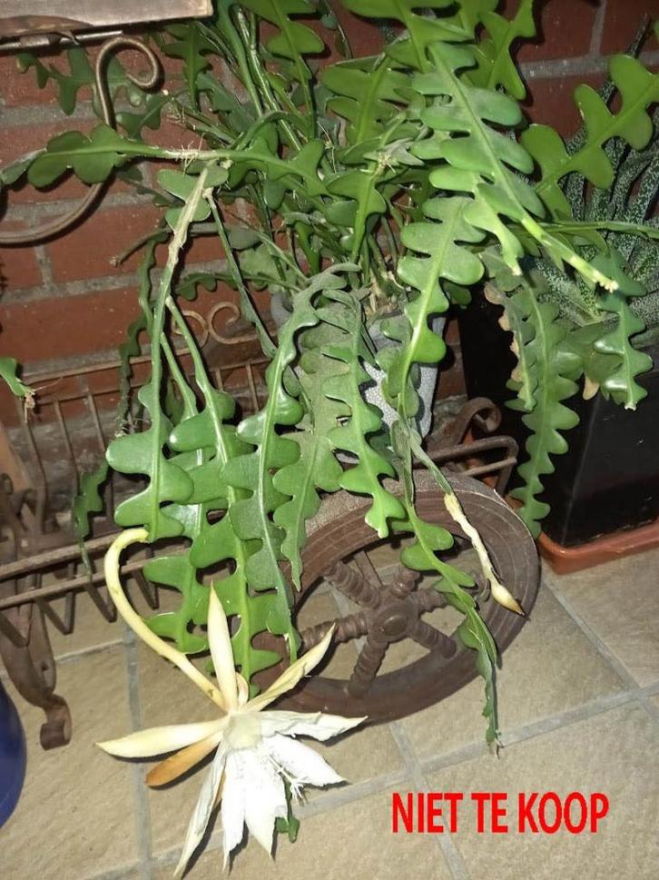 zaagcactus stekjes 5€, Huis en Inrichting, Kamerplanten, Halfschaduw, Ophalen