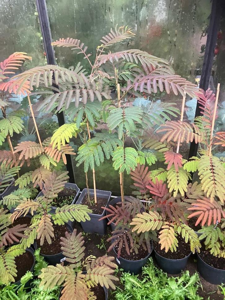 Perzische Slaapboom “Albizia Julibrissin “Summer Chocolate”, Tuin en Terras, Planten | Bomen, Overige soorten, Minder dan 100 cm