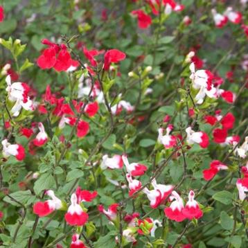 Salvia Hot Lips beschikbaar voor biedingen