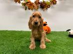Engelse Cocker Spaniel pups, Dieren en Toebehoren, Honden | Retrievers, Spaniëls en Waterhonden, België, 8 tot 15 weken, CDV (hondenziekte)