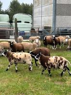 24 mooie ram lammeren weide rammen bokken schapen, Mannelijk, Schaap