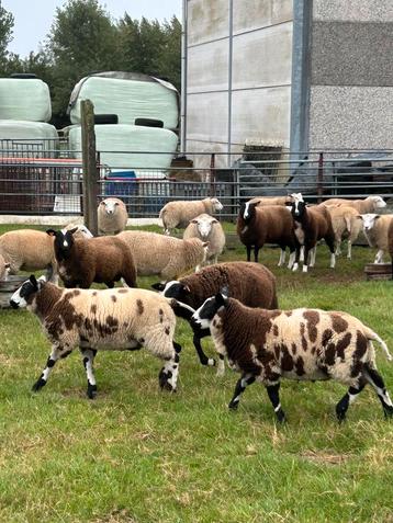 24 mooie ram lammeren weide rammen bokken schapen beschikbaar voor biedingen
