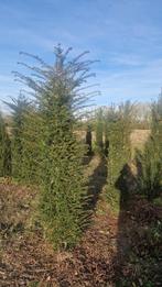 taxus bacata, Enlèvement ou Envoi, Taxus