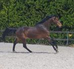 All round / eventingpaard met potentieel, Dieren en Toebehoren, Paarden, Gechipt, Ruin, Dressuurpaard, Zadelmak
