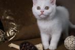 Brits korthaar katertje met stamboom, Dieren en Toebehoren, Kater, Gechipt, 0 tot 2 jaar