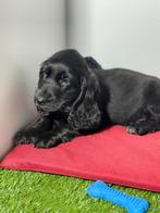 Engelse cocker spaniel pups, Dieren en Toebehoren, Honden | Retrievers, Spaniëls en Waterhonden, België, 8 tot 15 weken, CDV (hondenziekte)