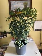 Kamerplant Schefflera Aboricola, Ombre partielle, En pot, Plante verte, Enlèvement