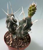 Tephrocactus Articulatus Papyracanthus, Maison & Meubles, Plantes d'intérieur, Cactus, Envoi, Moins de 100 cm