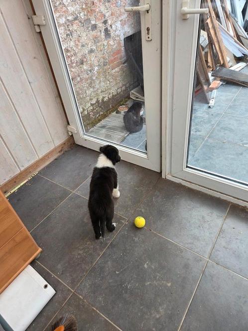 Border collie pups, Dieren en Toebehoren, Honden | Herdershonden en Veedrijvers, Meerdere dieren, Collie, Fokker | Hobbymatig