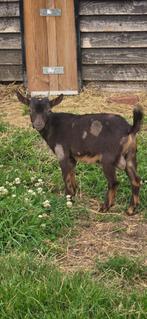 Prachtig Jong Choco Tan Maanvlek Dwerggeit bokje, Dieren en Toebehoren