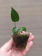 Anthurium veitchii x, Ophalen of Verzenden