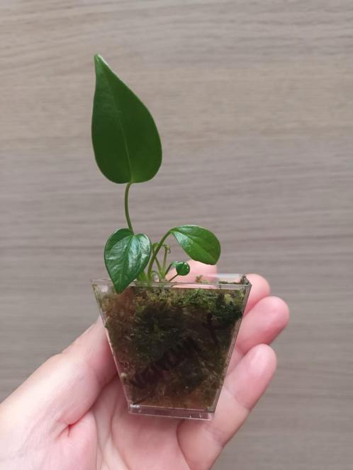 Anthurium veitchii x, Huis en Inrichting, Kamerplanten, Ophalen of Verzenden