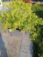 Acer palmatum Dissectum, Tuin en Terras, Ophalen
