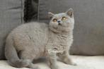 dadelijk beschikbaar blauw brits korthaar poesje Kitty, Dieren en Toebehoren, Katten en Kittens | Raskatten | Korthaar, Poes, Gechipt