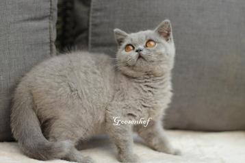 dadelijk beschikbaar blauw brits korthaar poesje Kitty beschikbaar voor biedingen