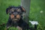 Yorkshire terrier pups, Yorkshire Terriër, 15 weken tot 1 jaar, Buitenland, CDV (hondenziekte)