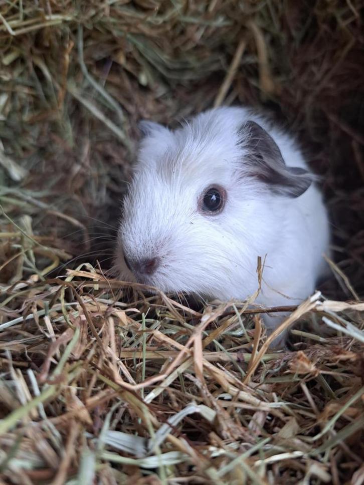 Engels gekruind - Wit California - Beertje, Dieren en Toebehoren, Knaagdieren, Mannelijk, Cavia, September, Tam