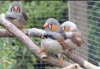 8 zebravinken (4koppels), Dieren en Toebehoren, Vogels | Overige Vogels, Meerdere dieren, Tropenvogel