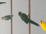 Kakariki man te koop, Dieren en Toebehoren, Vogels | Parkieten en Papegaaien