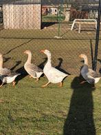 Ganzen, Animaux & Accessoires, Volatiles, Oie ou Cygne